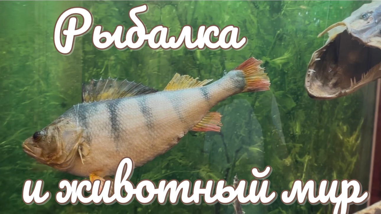 Часть 14. РЫБАЛКА И ЖИВОТНЫЙ МИР.