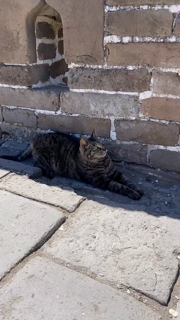 Короткие ролики