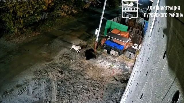 Собаки напали на медведя