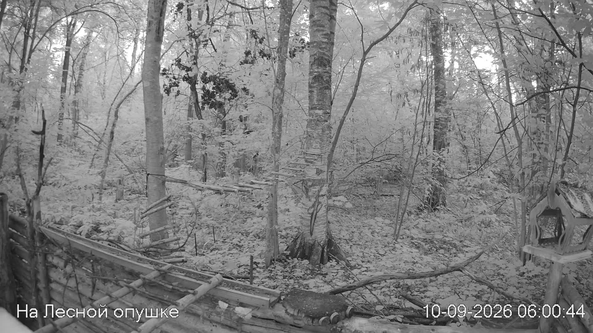 LIVE: На лесной опушке. Природа онлайн