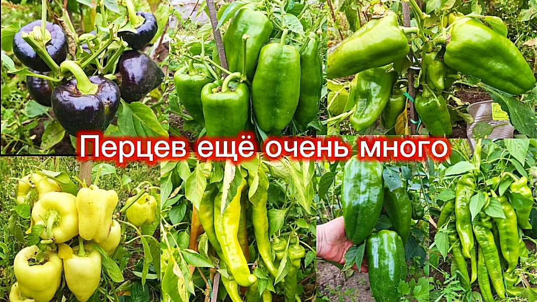 Больше перцы в открытом грунте выращивать не буду.Плодов много,зреют плохо