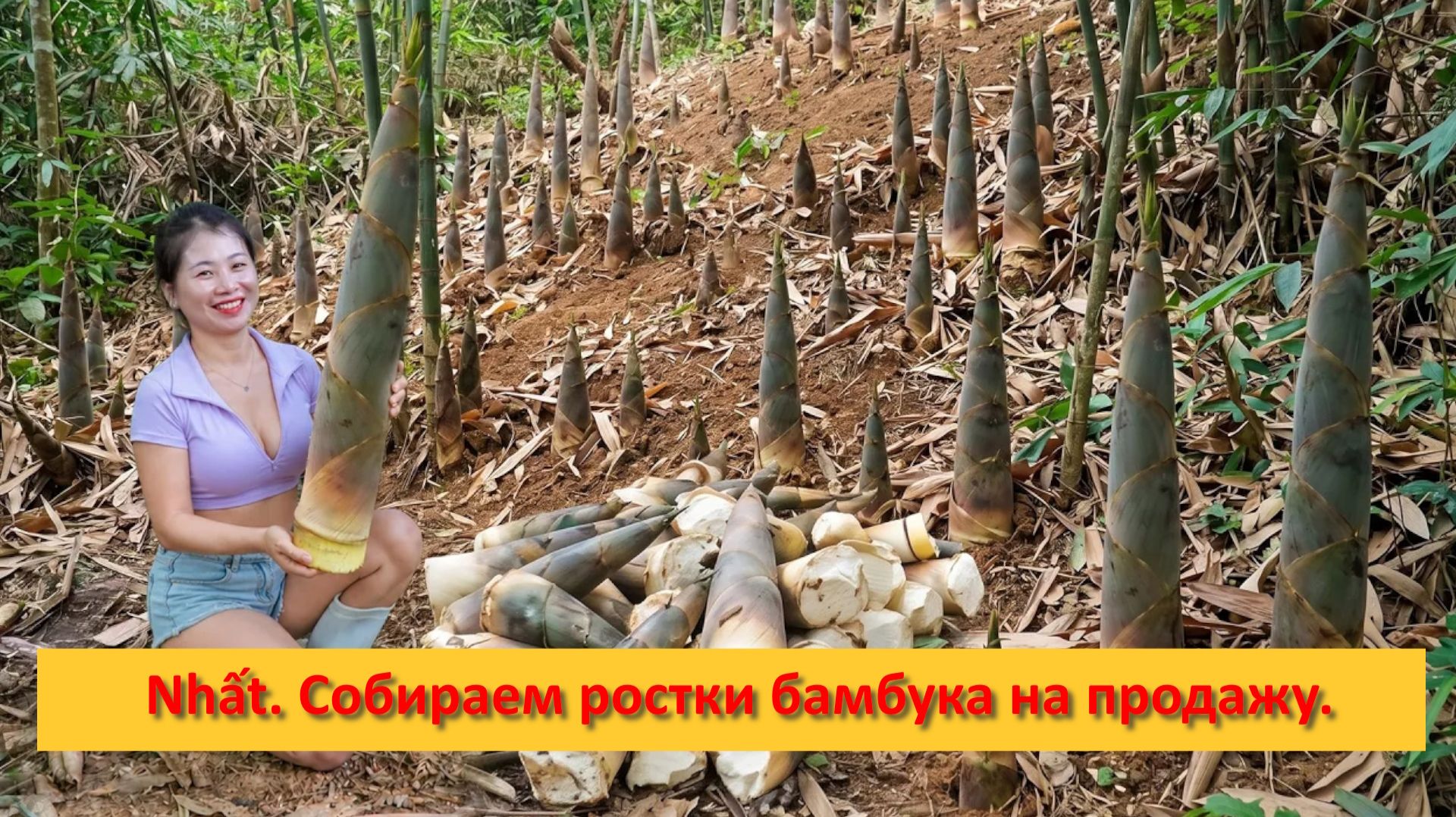 Nhất. Собираем ростки бамбука на продажу.
