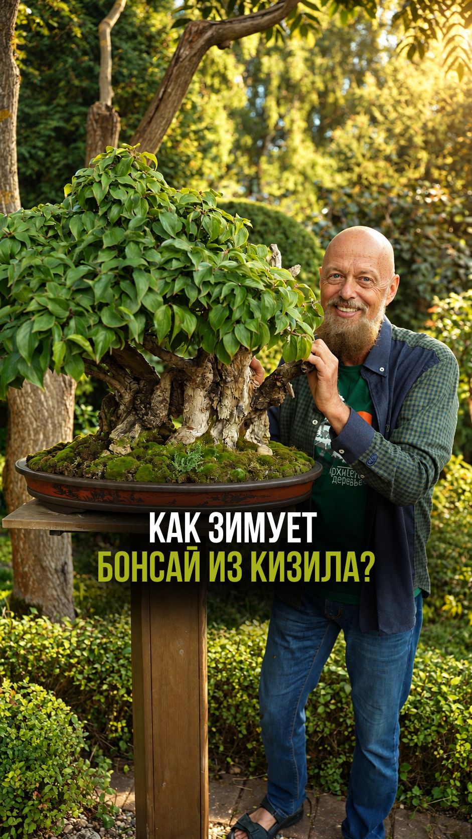 Как зимует кизил из моей коллекции