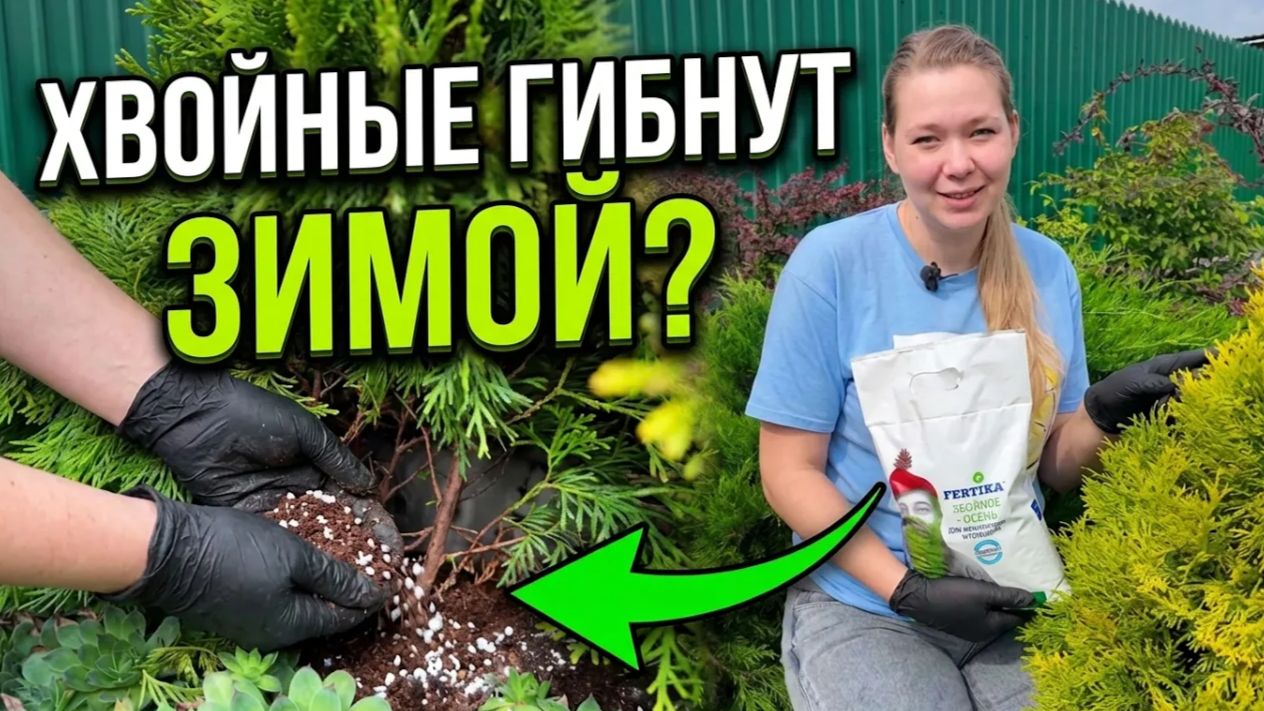 Хвойные гибнут зимой? Вы просто забыли 5 шагов в сентябре!