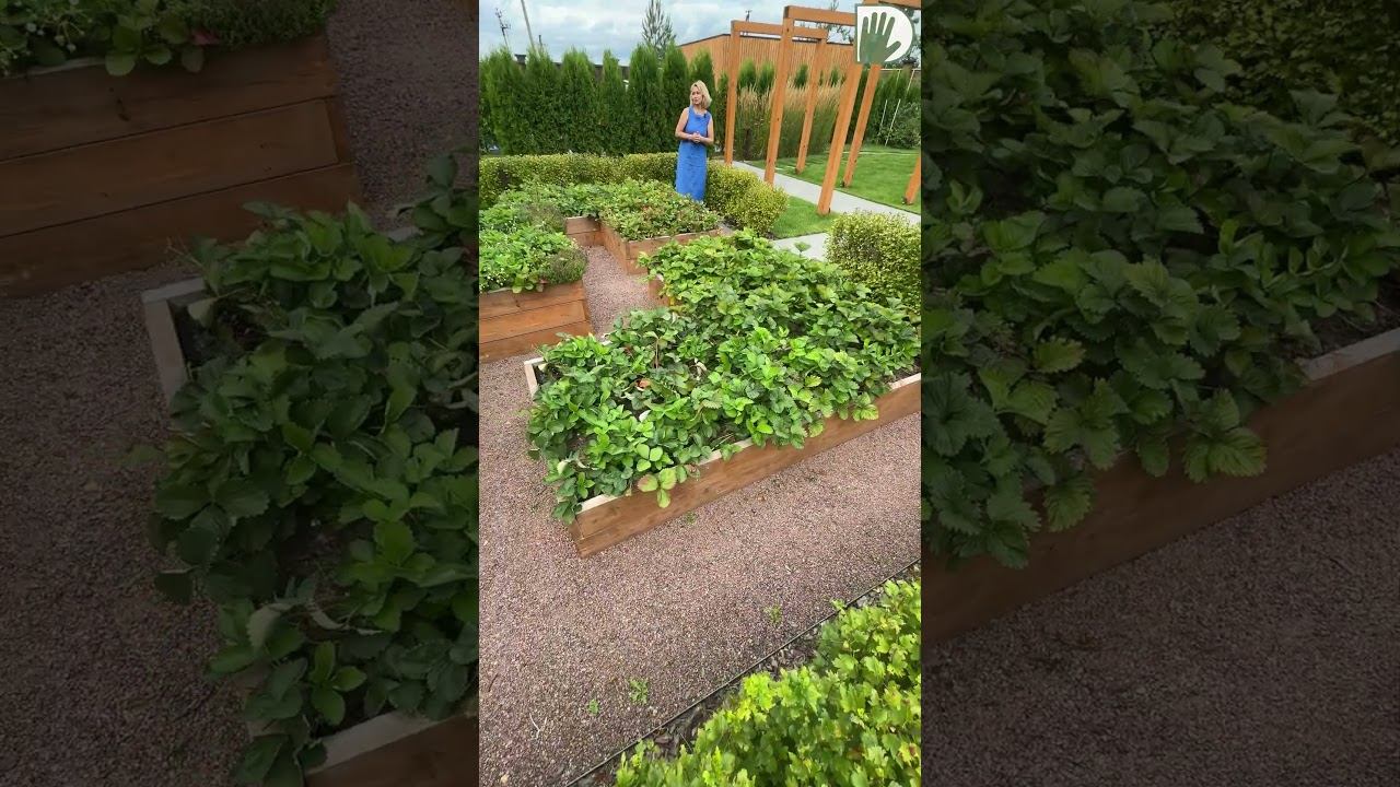 Грядки, которые не зарастают: как устроен современный огород
