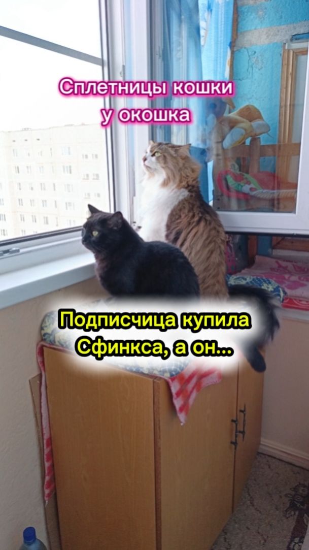 Сплетницы кошки у окошка.
Кошки с озвучками.