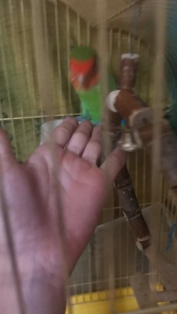 Нравится видосы с попугаями🦜🦜 то жмите лак❤️👍