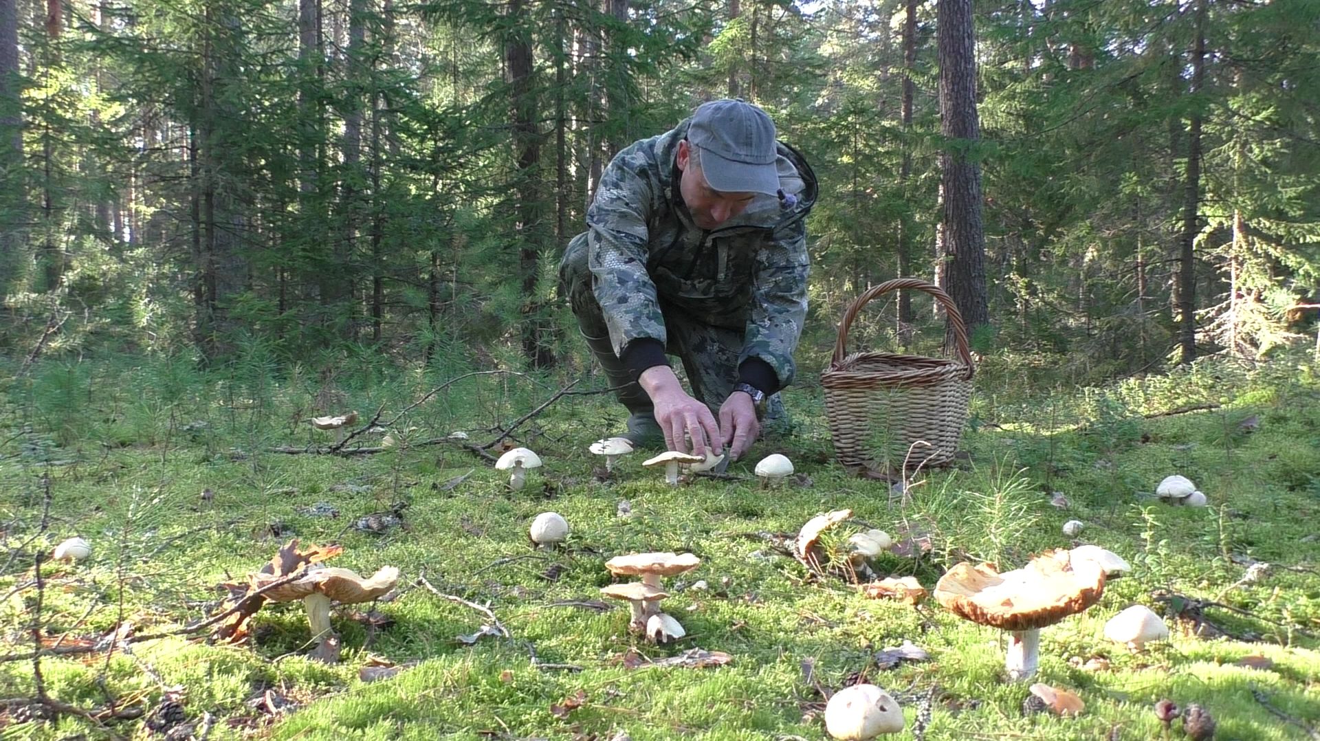 ПОШЁЛ ПРОГУЛЯТЬСЯ В ЛЕС И НАПАЛ НА ПОЛЯНУ ГРИБОВ! СКОЛЬКО ЖЕ ИХ ТАМ? 😱🍄