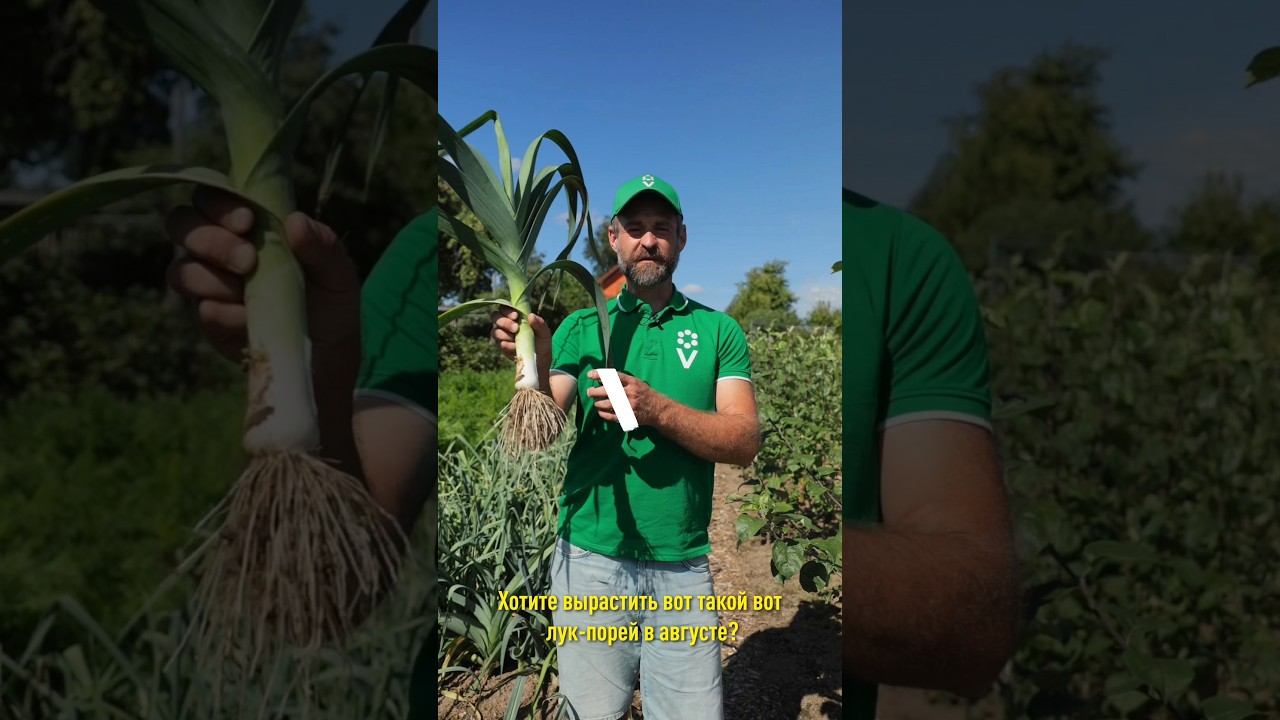 Этот лук-порей всегда вырастает крупным, сочным, а еще отлично хранится!
