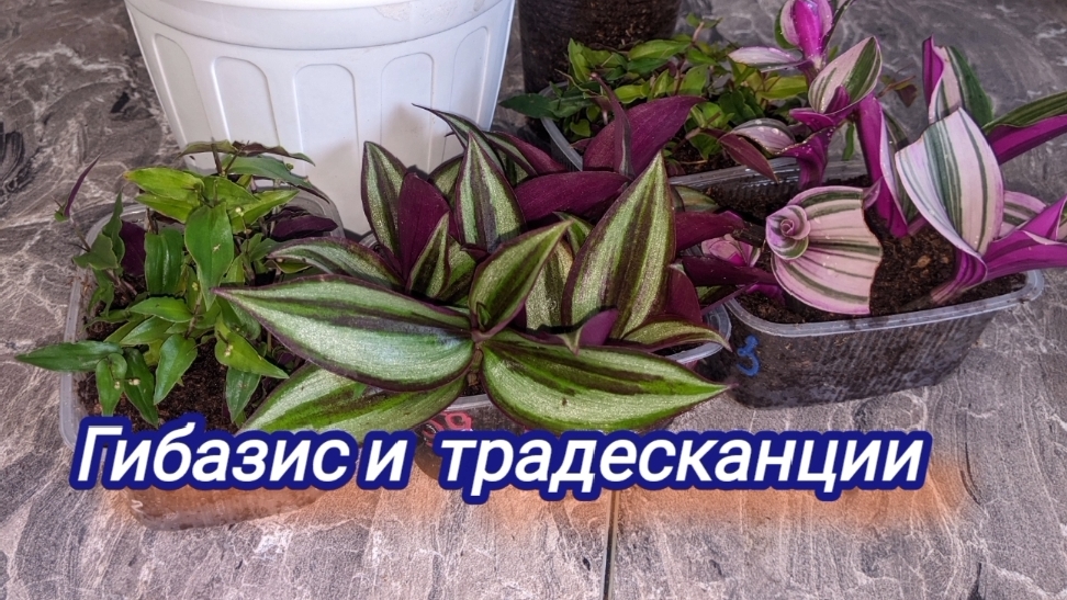 Укореняю гибазис, пересаживаю традесканцию.