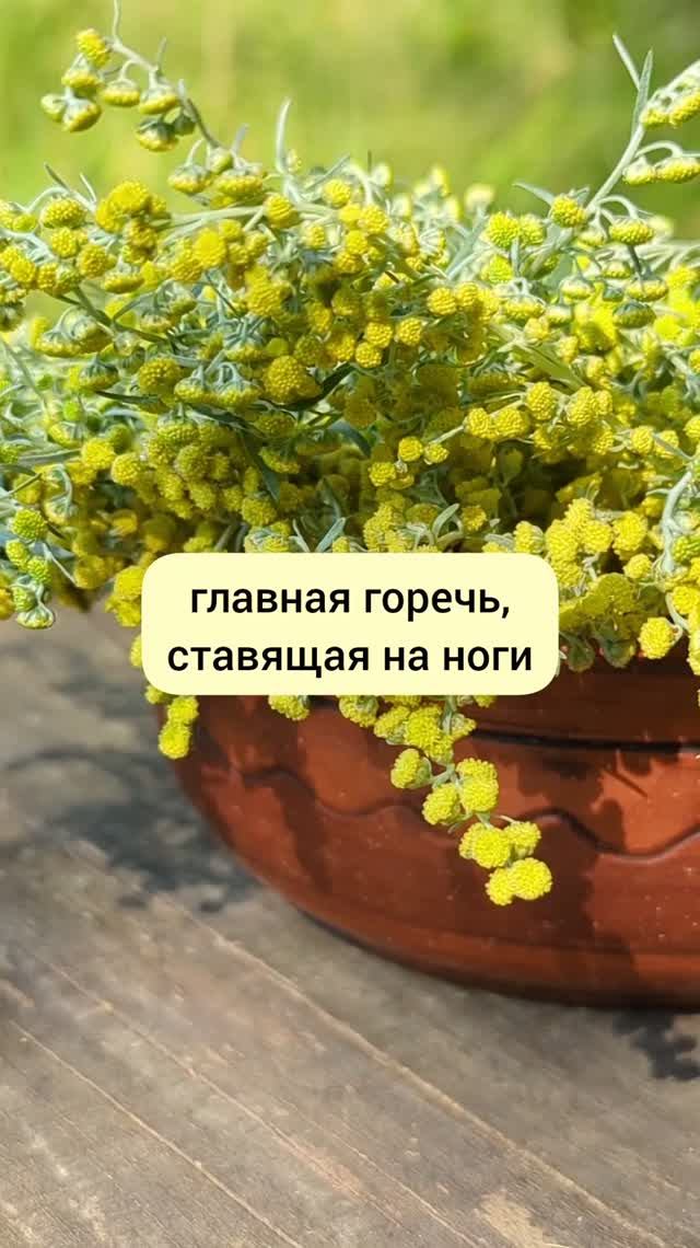 главная горечь для здоровья
