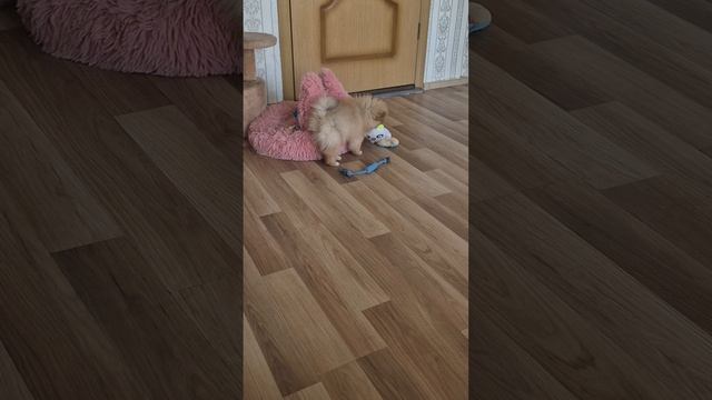 ПРИВЕТ ОТ НАС С КЕШЕЙ🐶