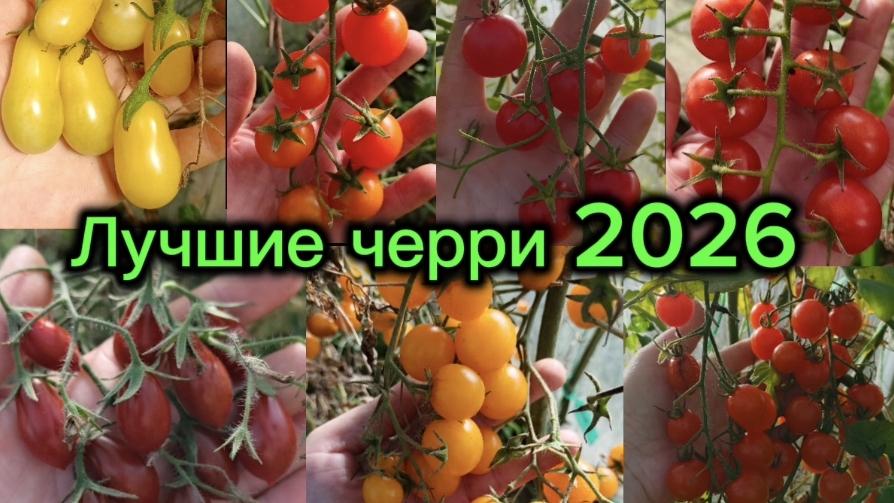 Самые вкусные и урожайные томаты черри этого сезона