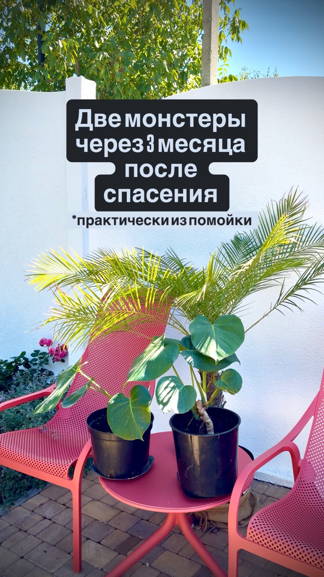 Монстера- уход от черенка до взрослого растения