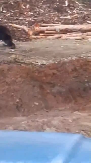 Нападение медведей. 🐻