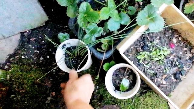 Джесси, #пересадка с вертикальной грядки