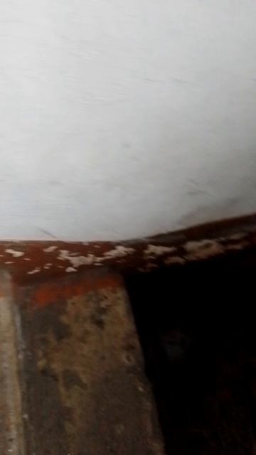 Я сегодня убрал мыш и говно кошаков, и всё это по брызгал уксусом...!!!