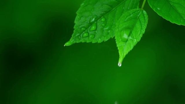 🌿 Релакс-ролик — Дождь