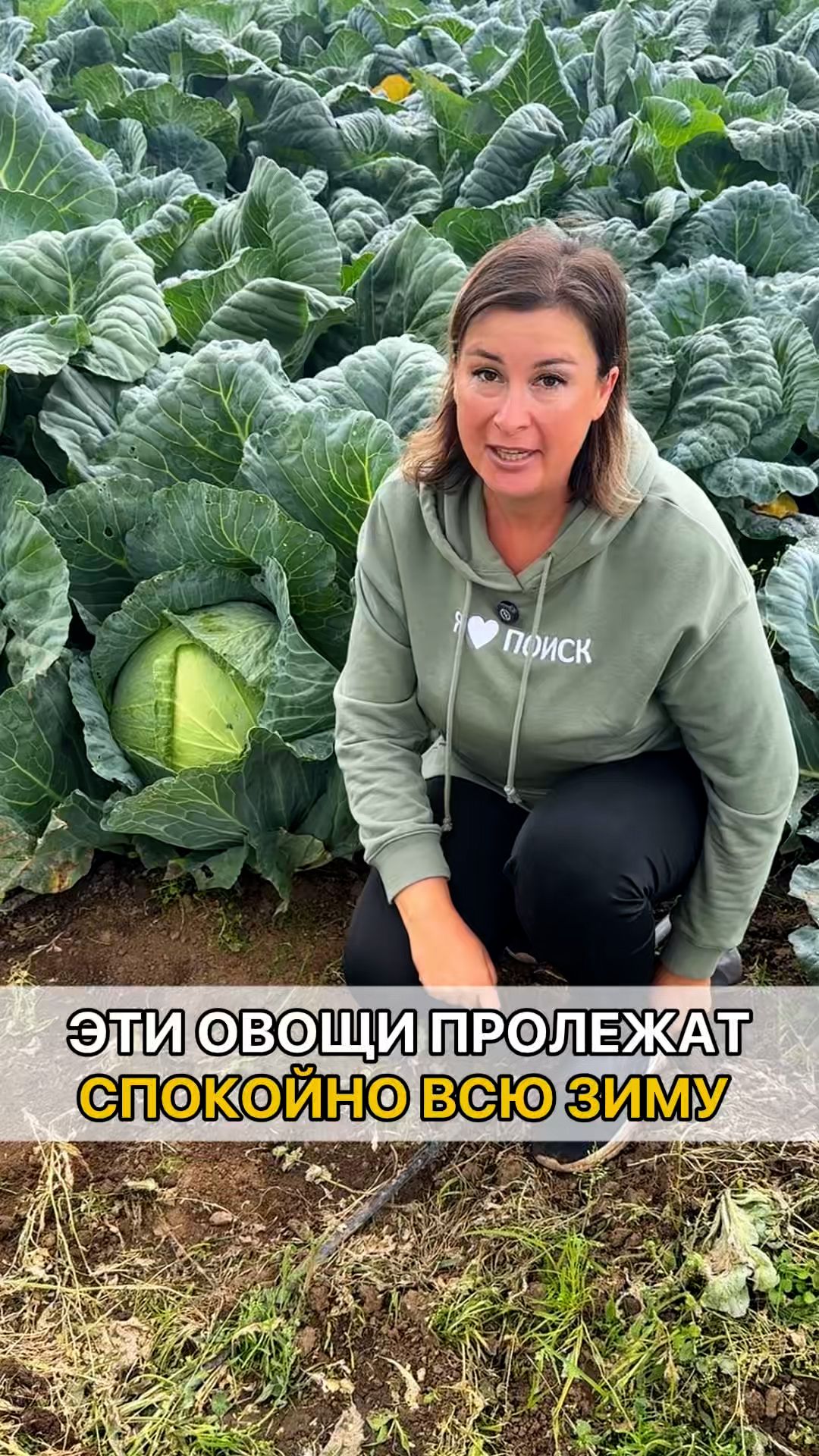 Зеленные культуры