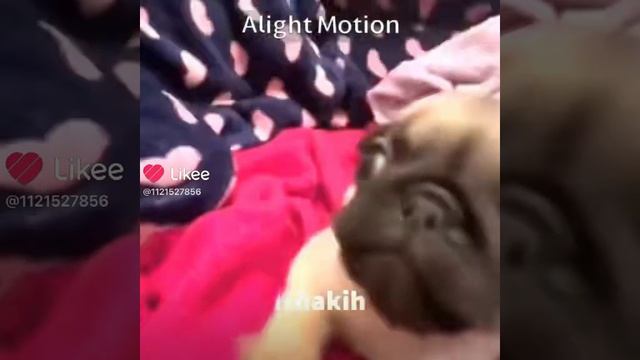 Мопс