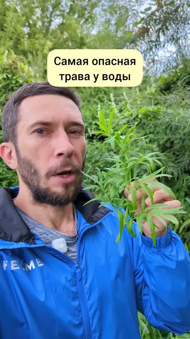 самая опасная трава
