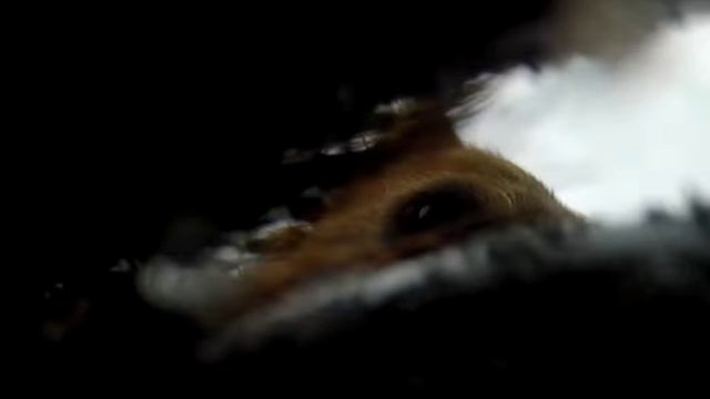 Видео 🐻🐻 медведи