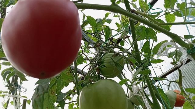 ТОМАТЫ. ТЕПЛИЦА.