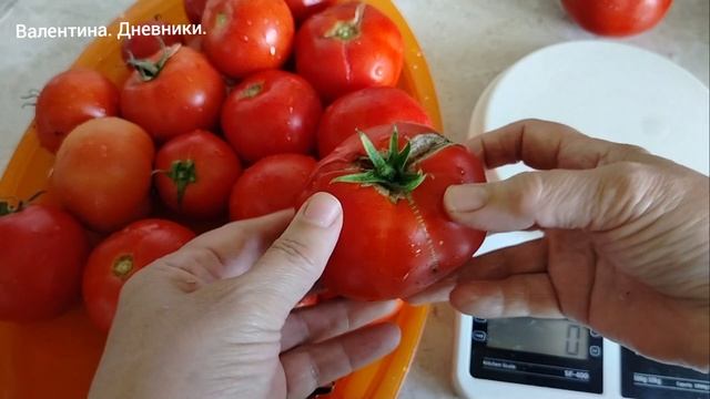 Томат 