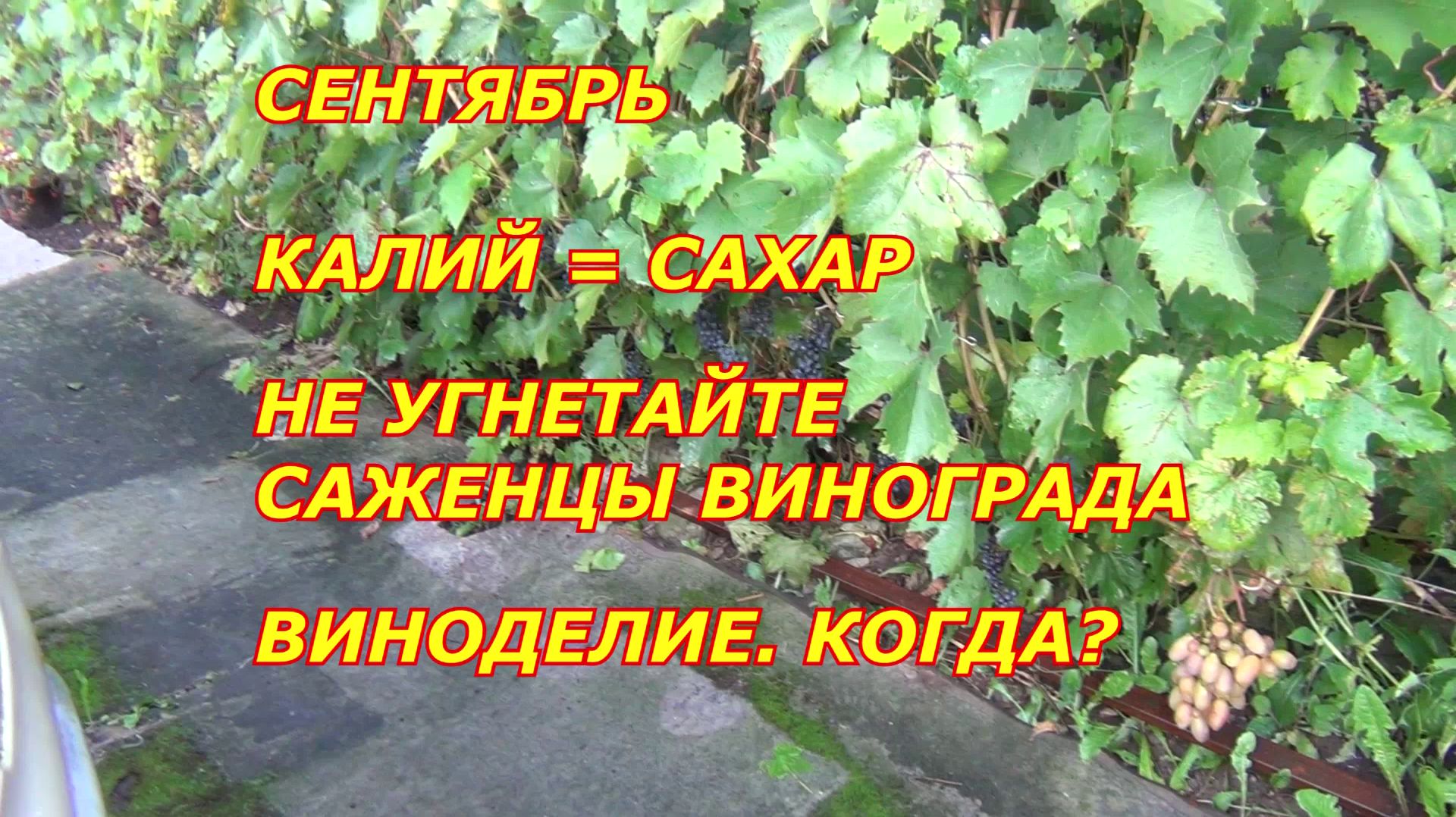 Сентябрь. Калий = сахар. Не угнетайте саженцы. Виноделие: когда?