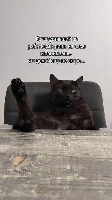 Когда домой еще не скоро #коты #мемы #приколы #работа