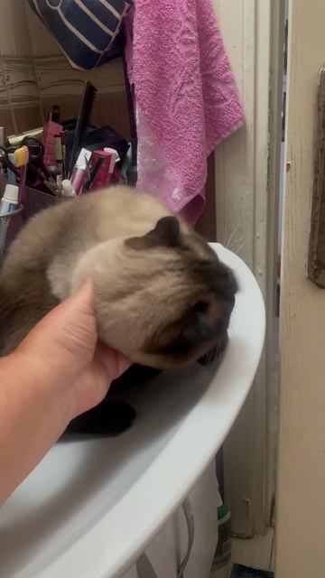 Котику жарко😿