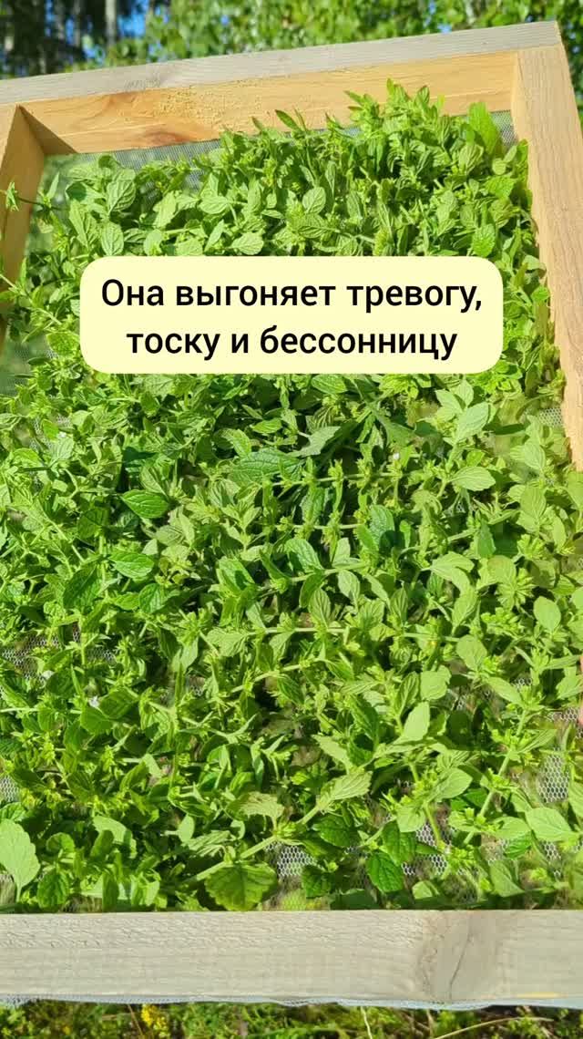 Она прогоняет бессонницу