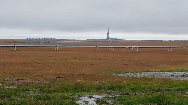 Гуси Ямальские