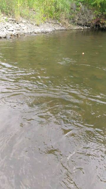 Вот что значит хорошие мушки для ловли хариуса,, рыба за ними сама выпрыгивает из воды
