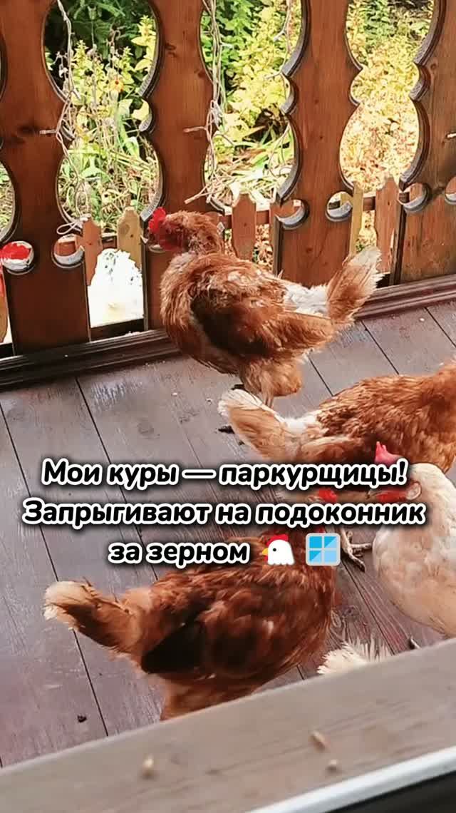 Почему куры любят залезать на подоконник? 🐔🌿
