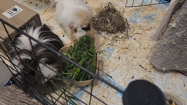 Морские свинки Улли и Пулли и друзья