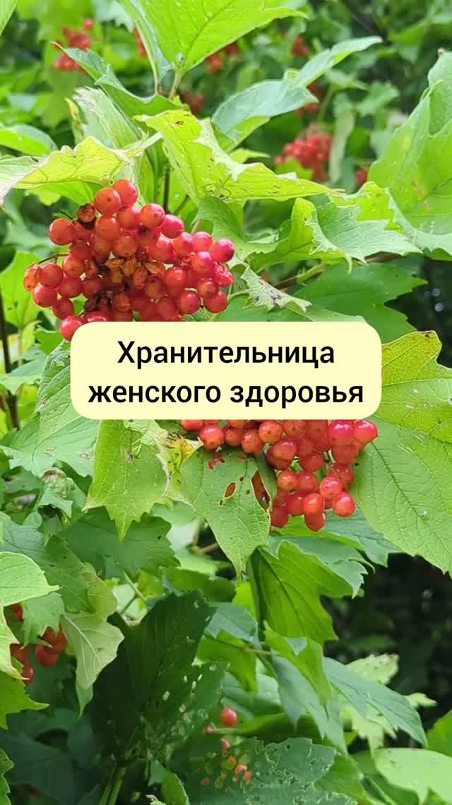 хранительница женского здоровья