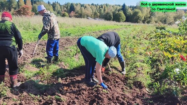Выкопали картошку за один день.