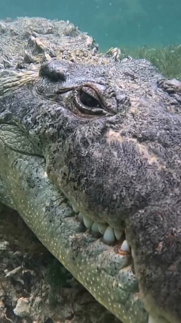 Он  прекрасен своим образом жизни ,а вот человек... плачущее..чудовище