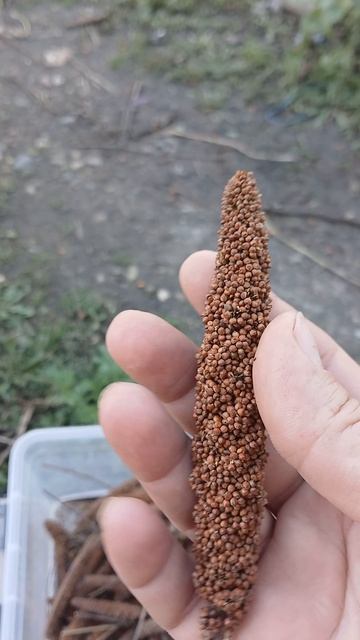 Злаки