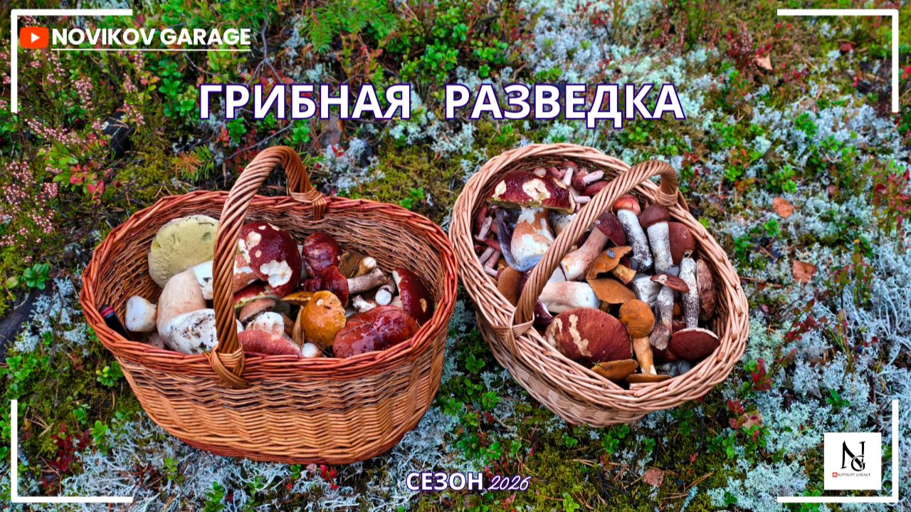 Грибная разведка 09 сентября 2026. Приозерский район.