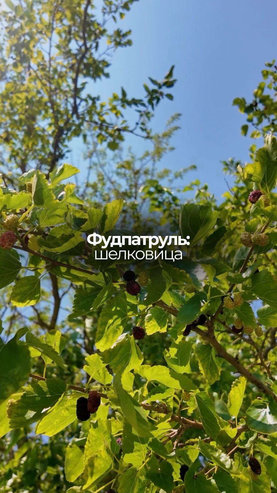 Пробуем ягоду шелковицу!