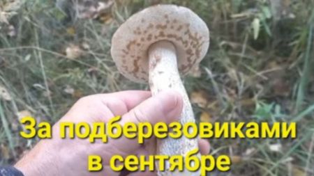 За подберезовиками в молодой березняк!
