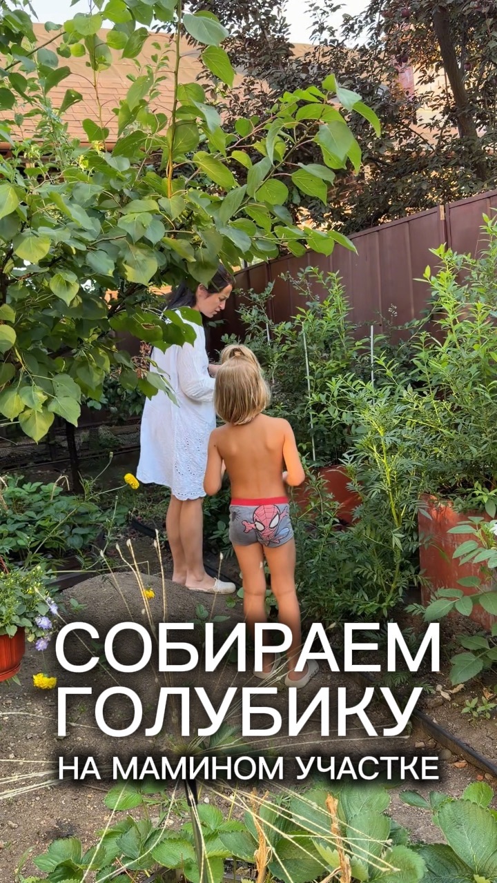 Домашняя голубика