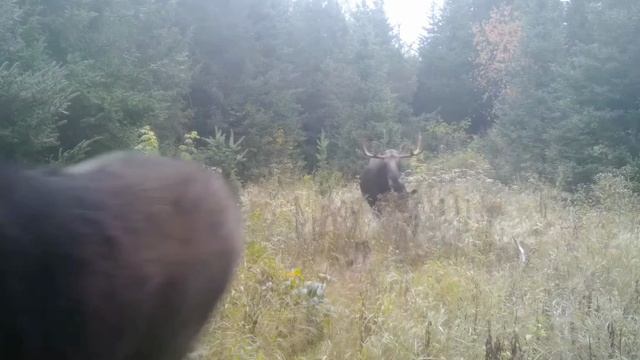 Лоси видео фото ловушки