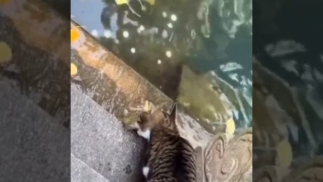 Профессиональная которыбалка 😼