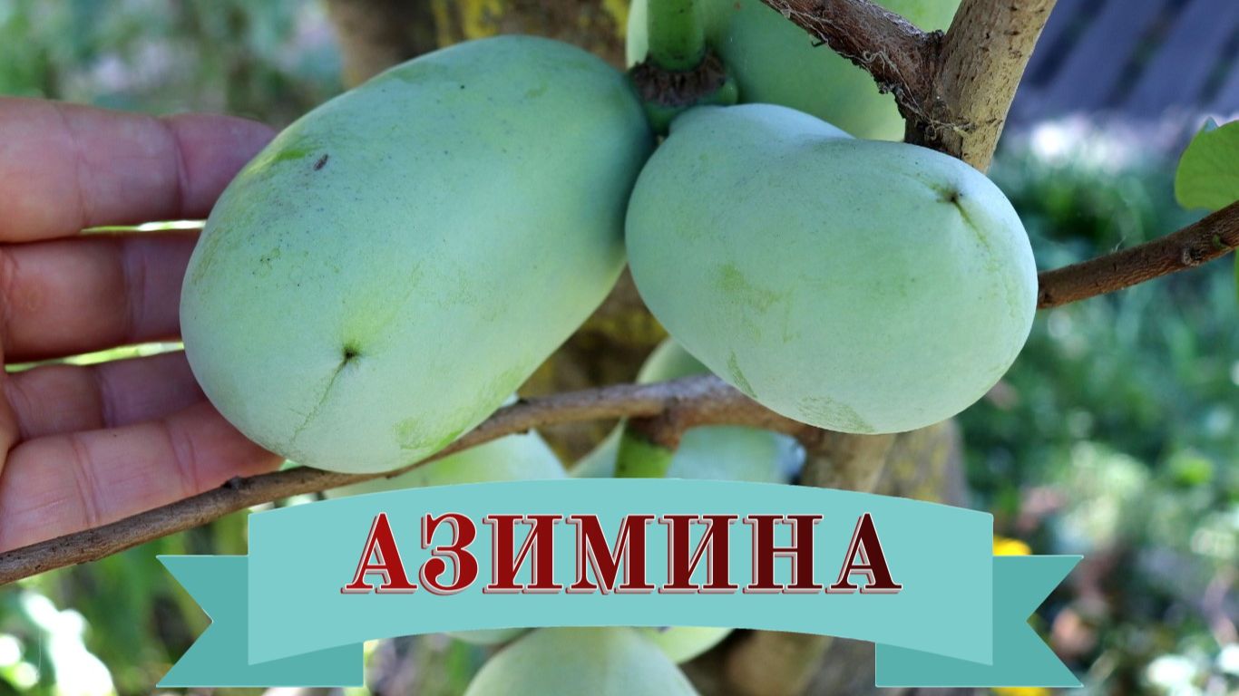 ПЛОДОВЫЕ ДЕРЕВЬЯ