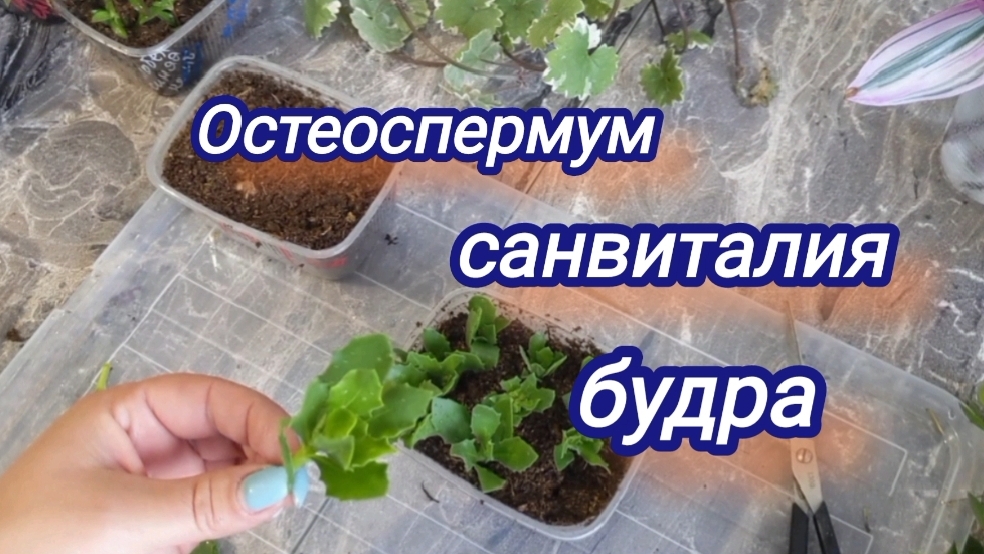 Продолжаю черенковать. Купила новые контейнеры. Рабочие будни