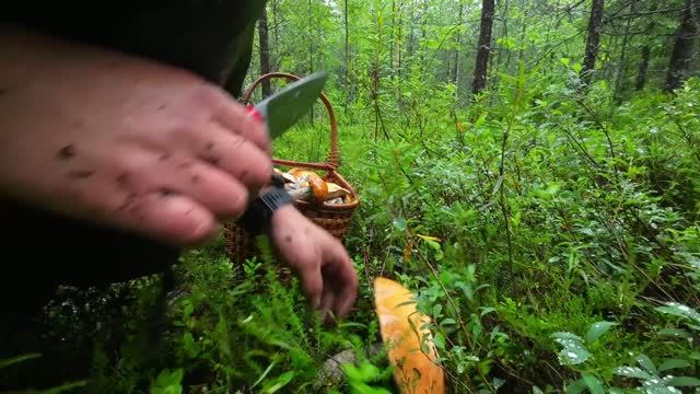 В лес за ГРИБАМИ. Собираю грибочки в дождь. Грибы кругом