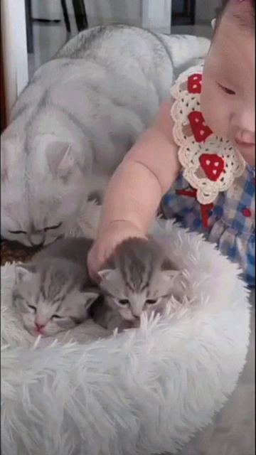 Дети и коты